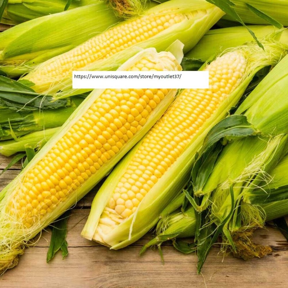 Iochief Sweet Corn Seeds - Vegetable Seeds - BOGO